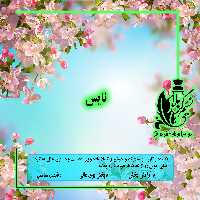 عطر نایس سبز با رایحه ای دریایی و درجه یک