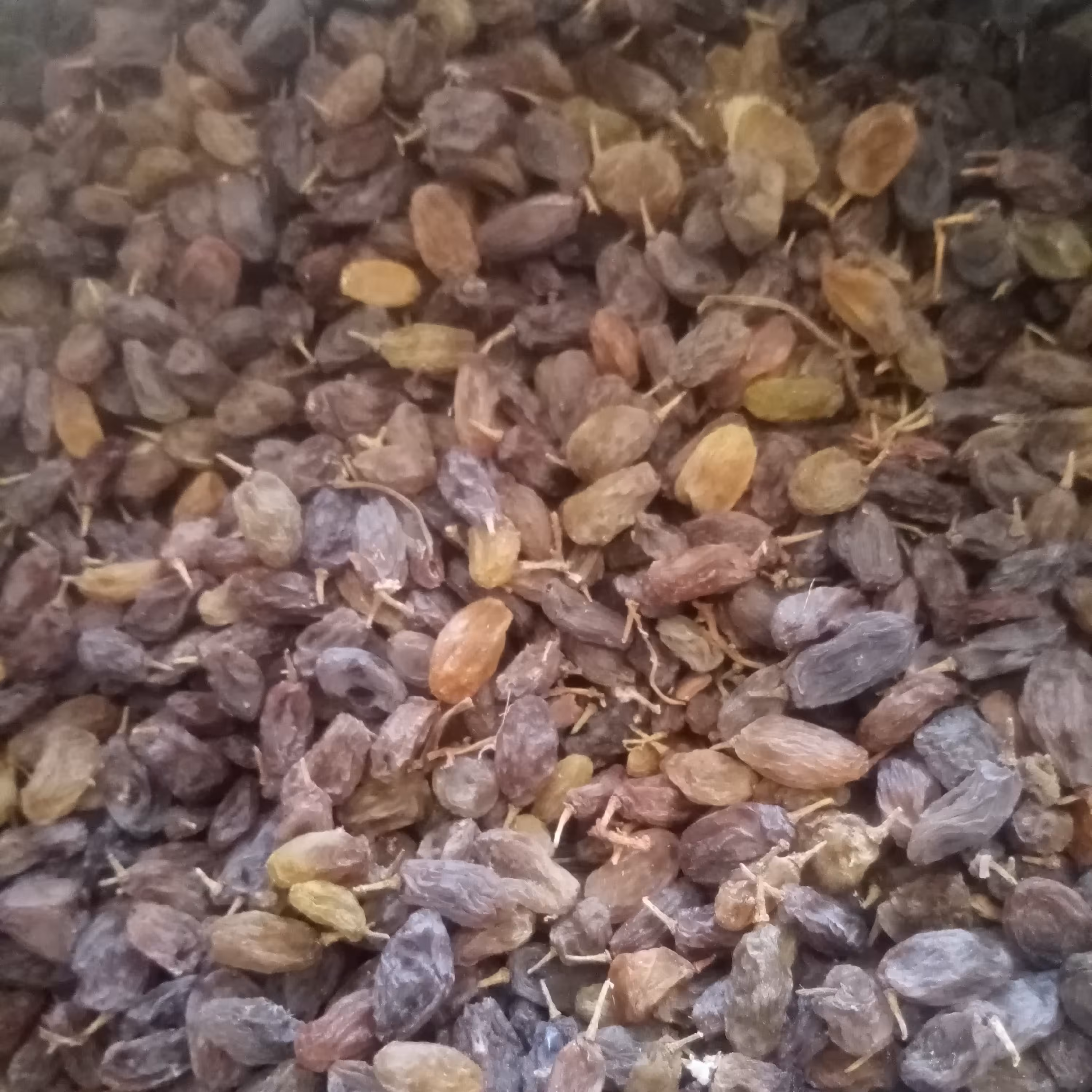 کشمش آفتاب خشک شده شسته شده خشک و تازه محصول پر انرژی 