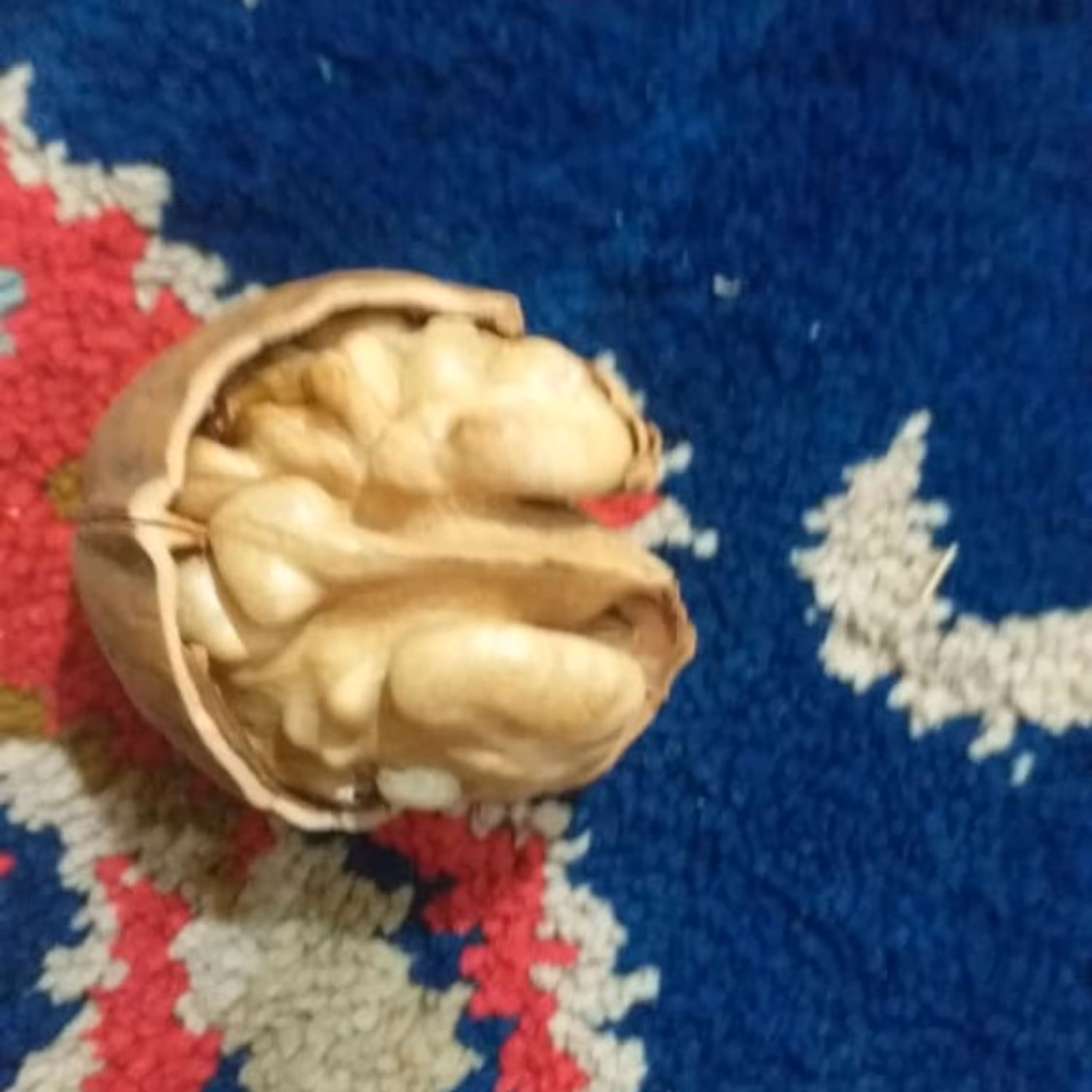 گردو پوست کاغذی وچرب وسفیدوقهوه ای تویسرکان