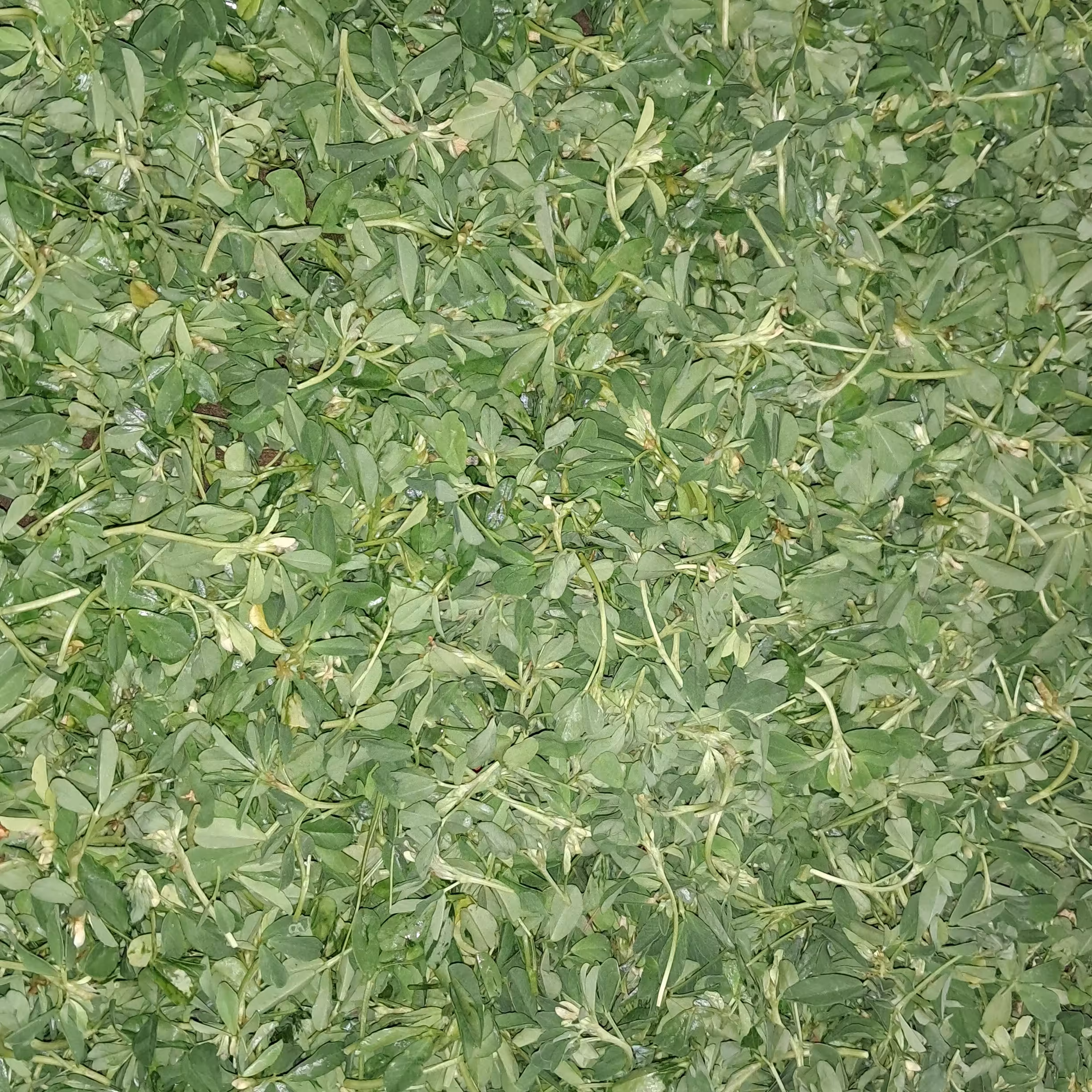 سبزی خشک شنبلیله 100گرمی