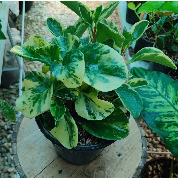 قاشقی ابر و بادی