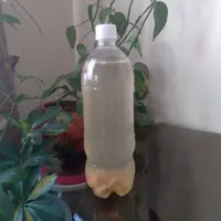 نوشیدی کفیر اب یاکفیر میوه ای یا نوشیدی گازدار طبیعی کاملا ارگانیک بدون هیچ نوع افزودنی شیمیای