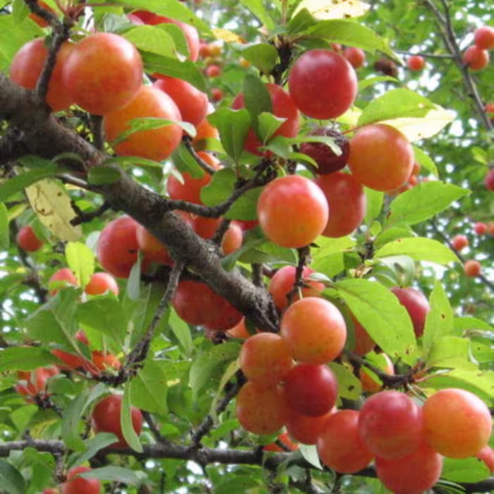 بذر آلوچه بویین زهرا 10 عددی