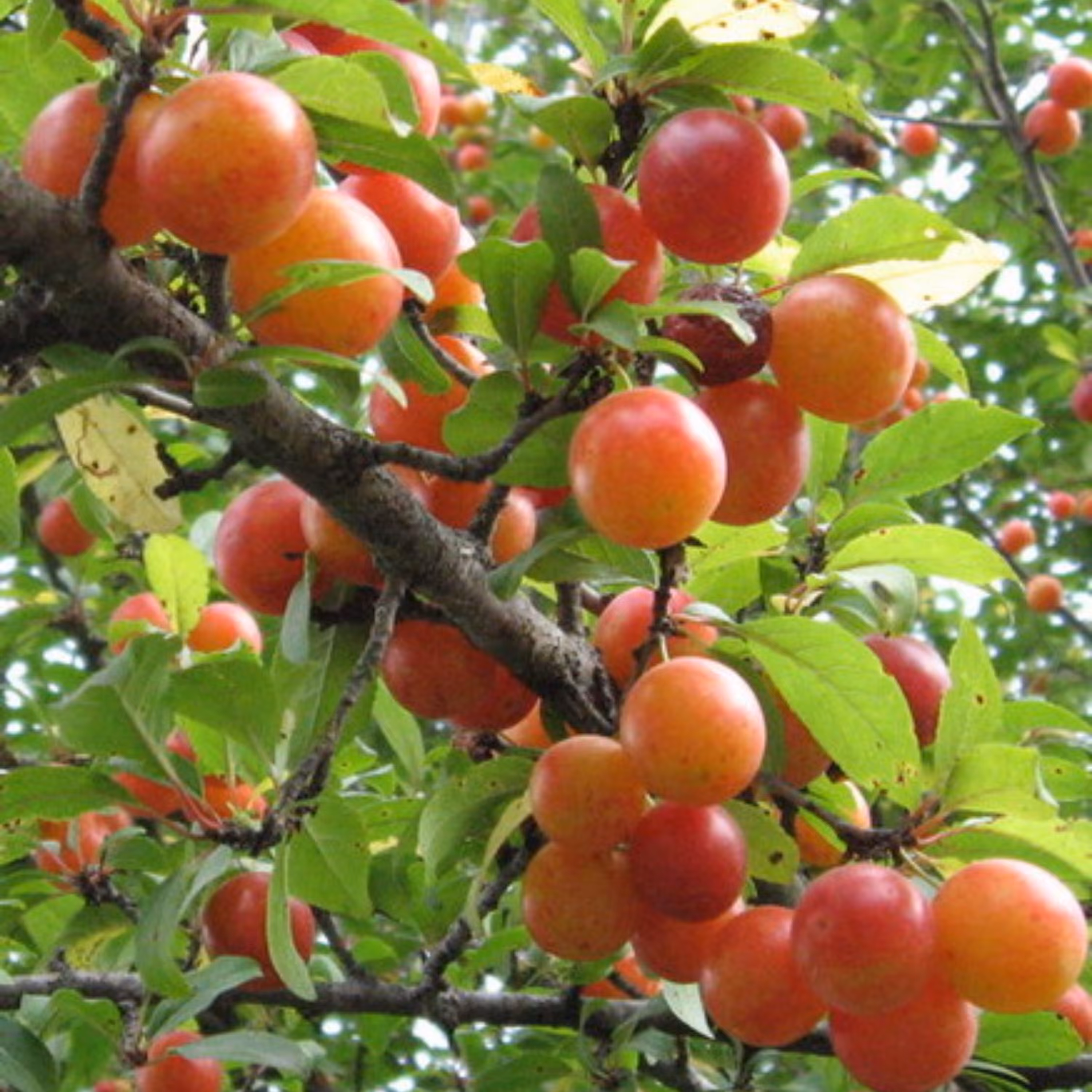 بذر آلوچه بویین زهرا 10 عددی