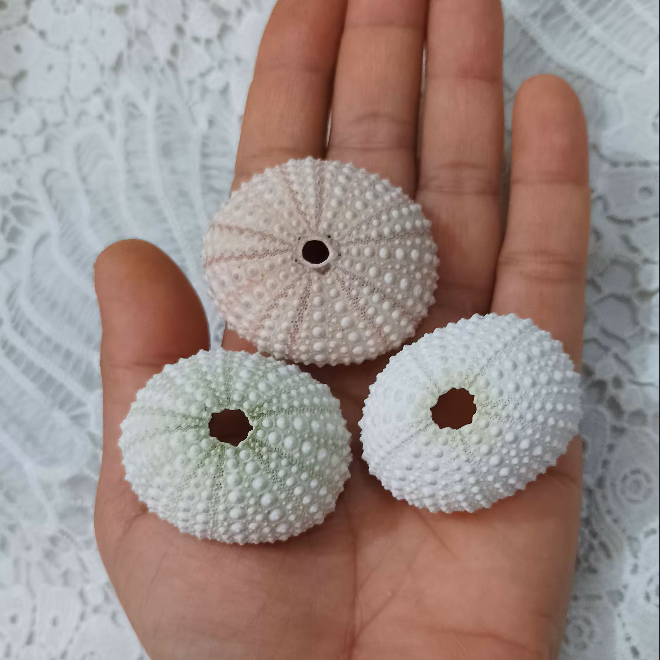 این ی مدل توتیای زیبا که داری  دو تن رنگ هستن با هاله صورتی، سبز  مناسب  شمع ، تابلو وکارهای هنری 