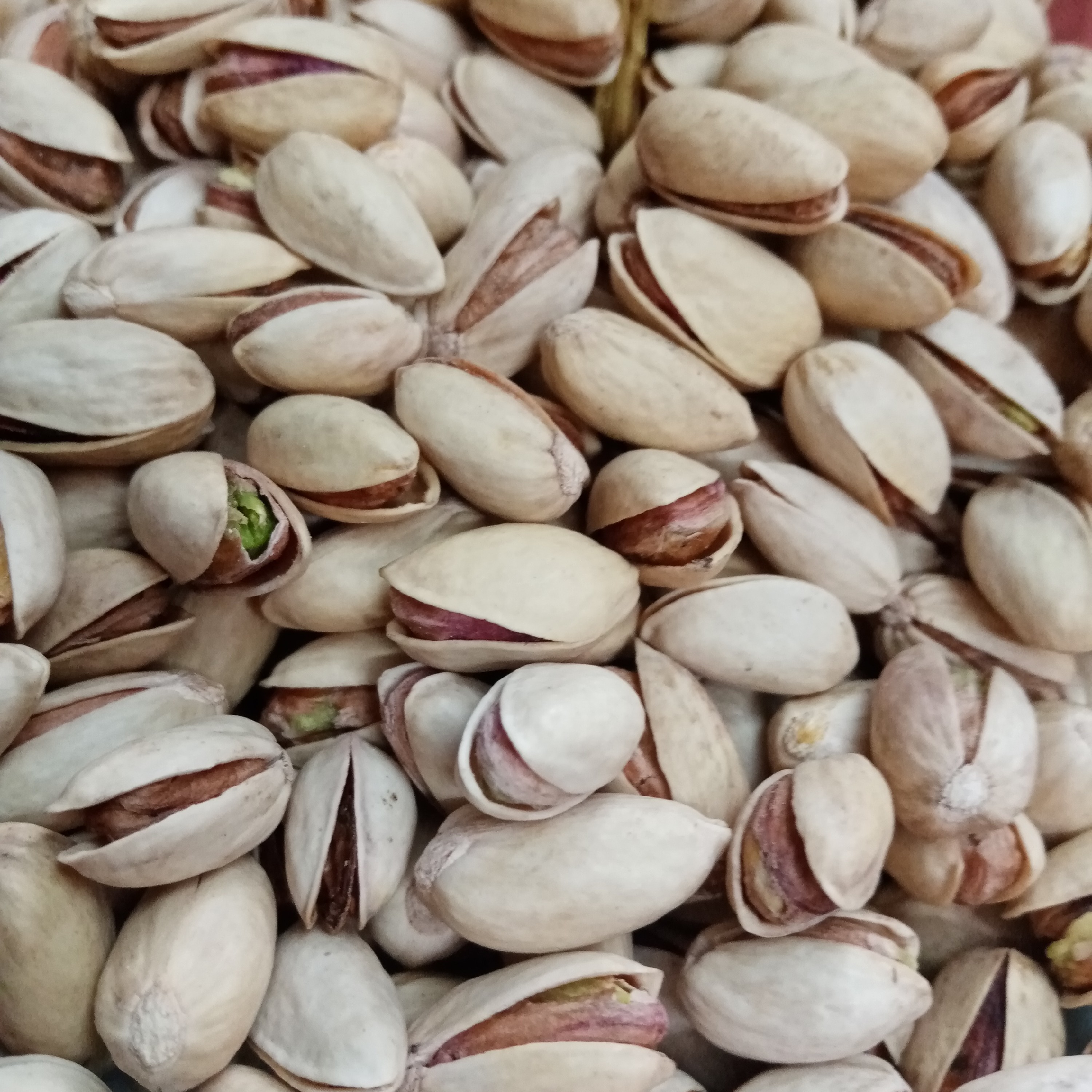 پسته تازه امسالی