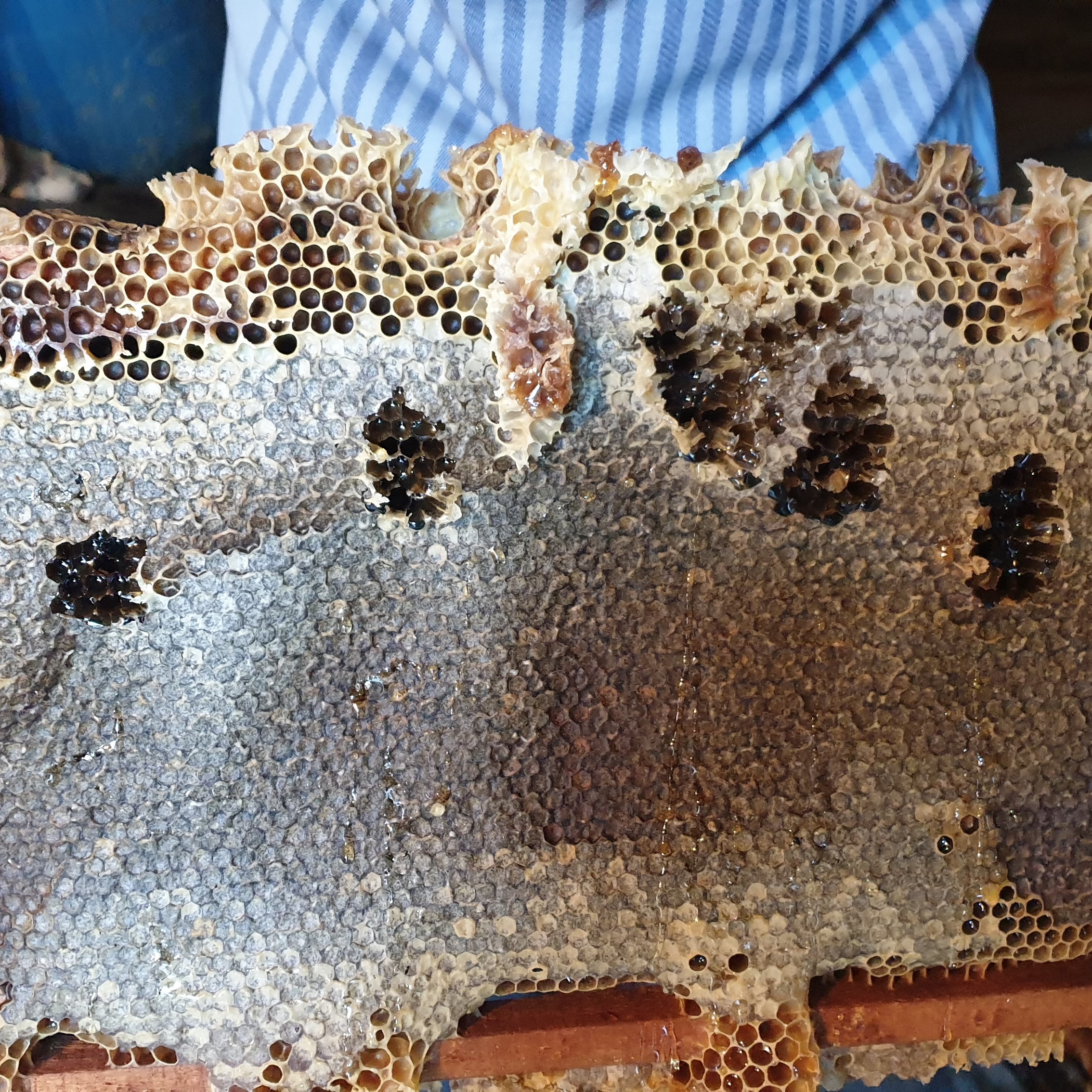 عسل چهل گیاه موم دار طبیعی آذربایجان با آنالیز آزمایشگاهی و ساکارز زیر 2 درصد