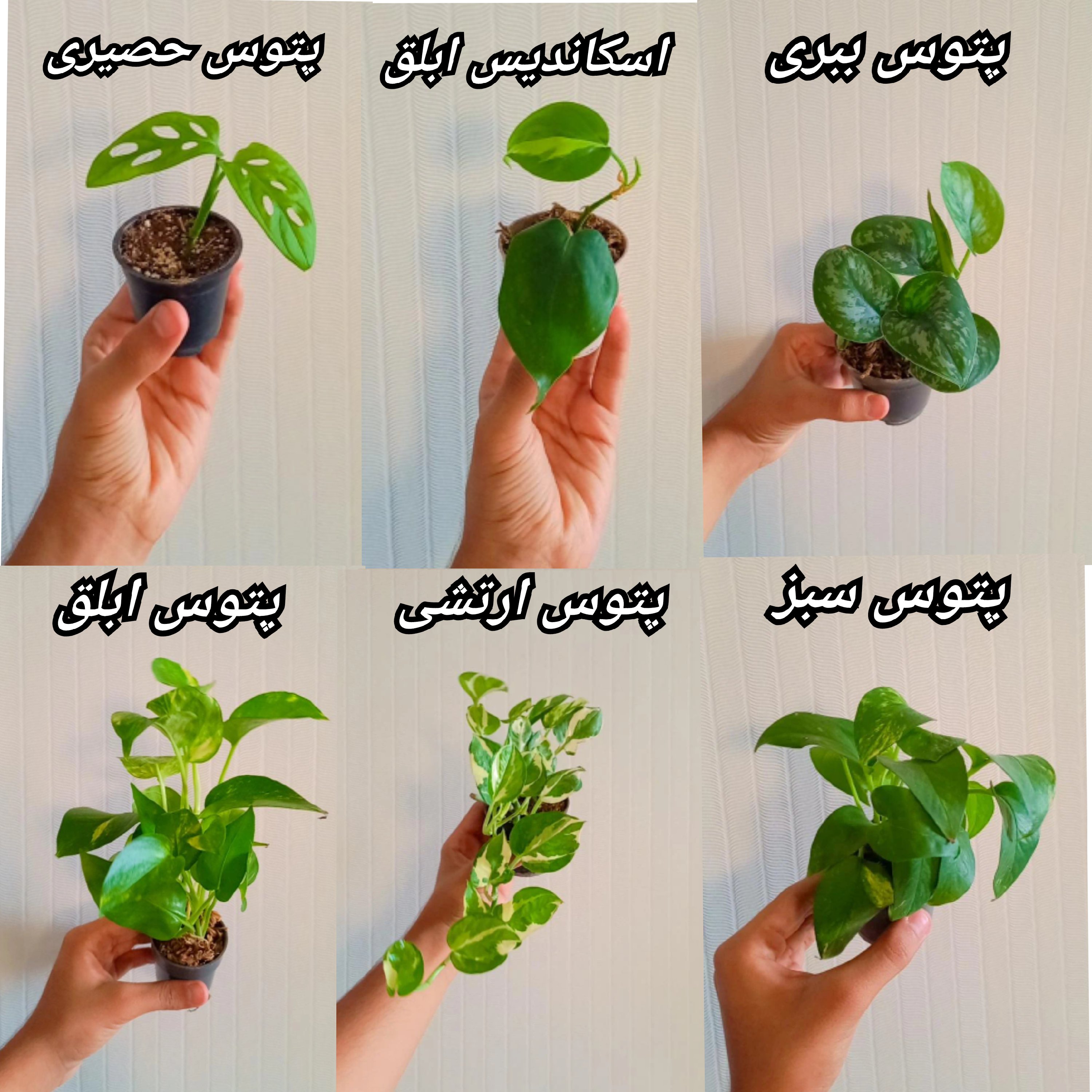 پک 6 عددی گیاهان آپارتمانی پتوس 