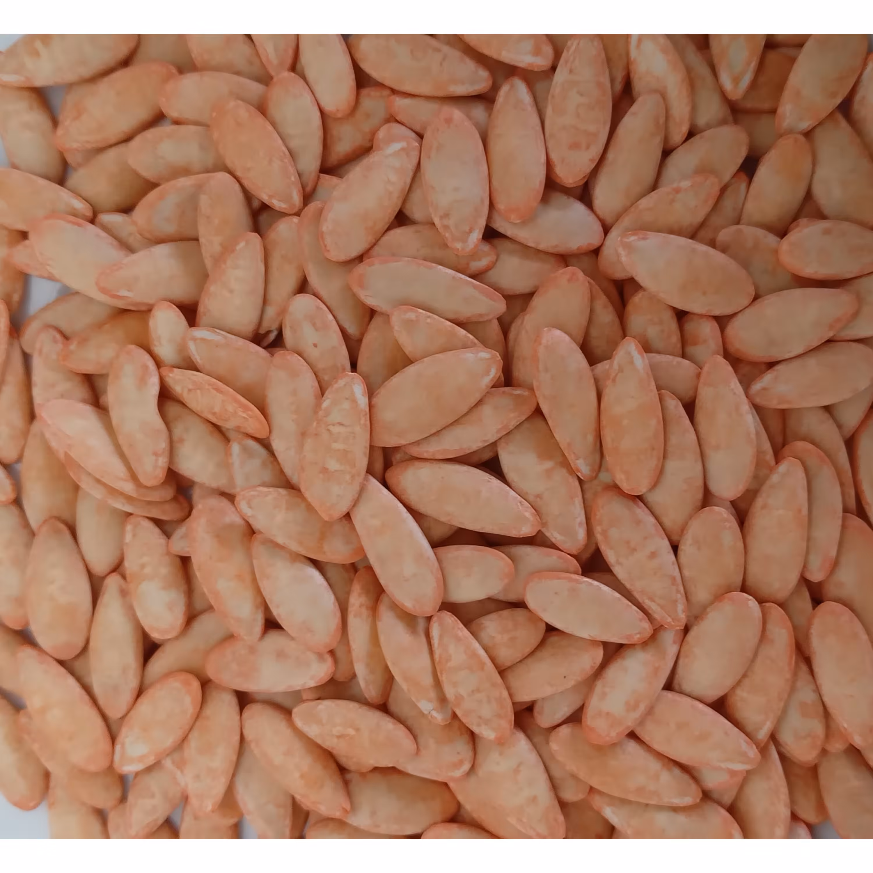 بذر خیار  درختی کشت خانگی 5 عددی