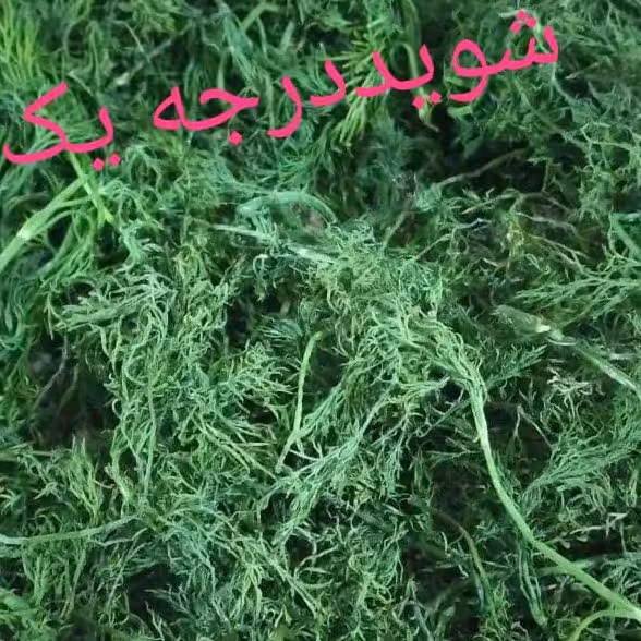 شوید خشک خانگی اعلا