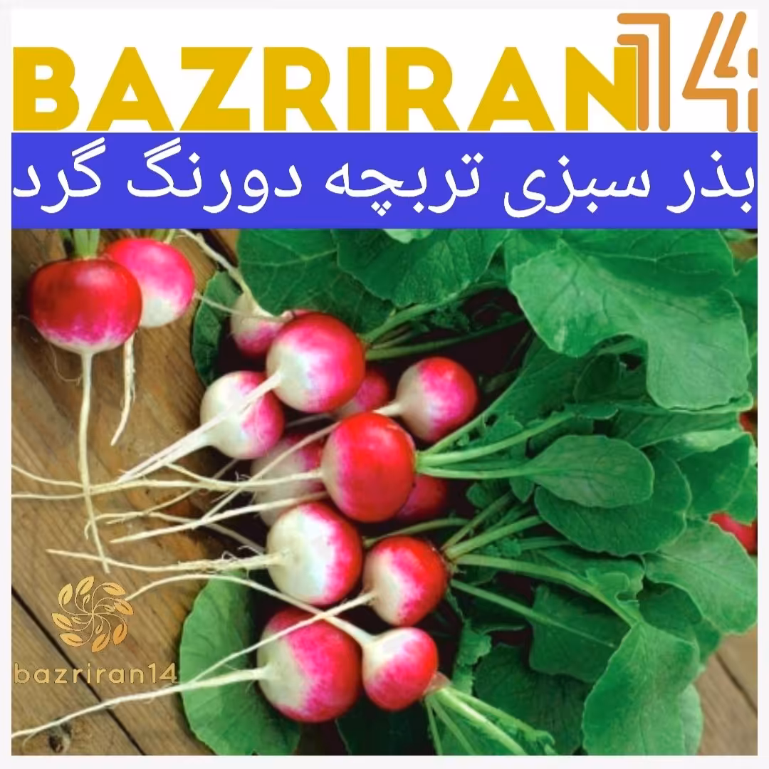 بذر سبزی تربچه دورنگ گرد با خلوص 99٪