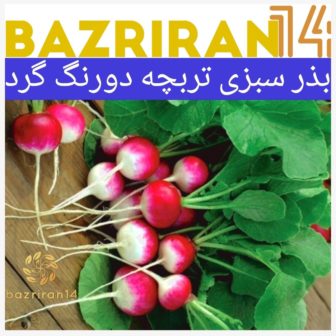بذر سبزی تربچه دورنگ گرد با خلوص 99٪