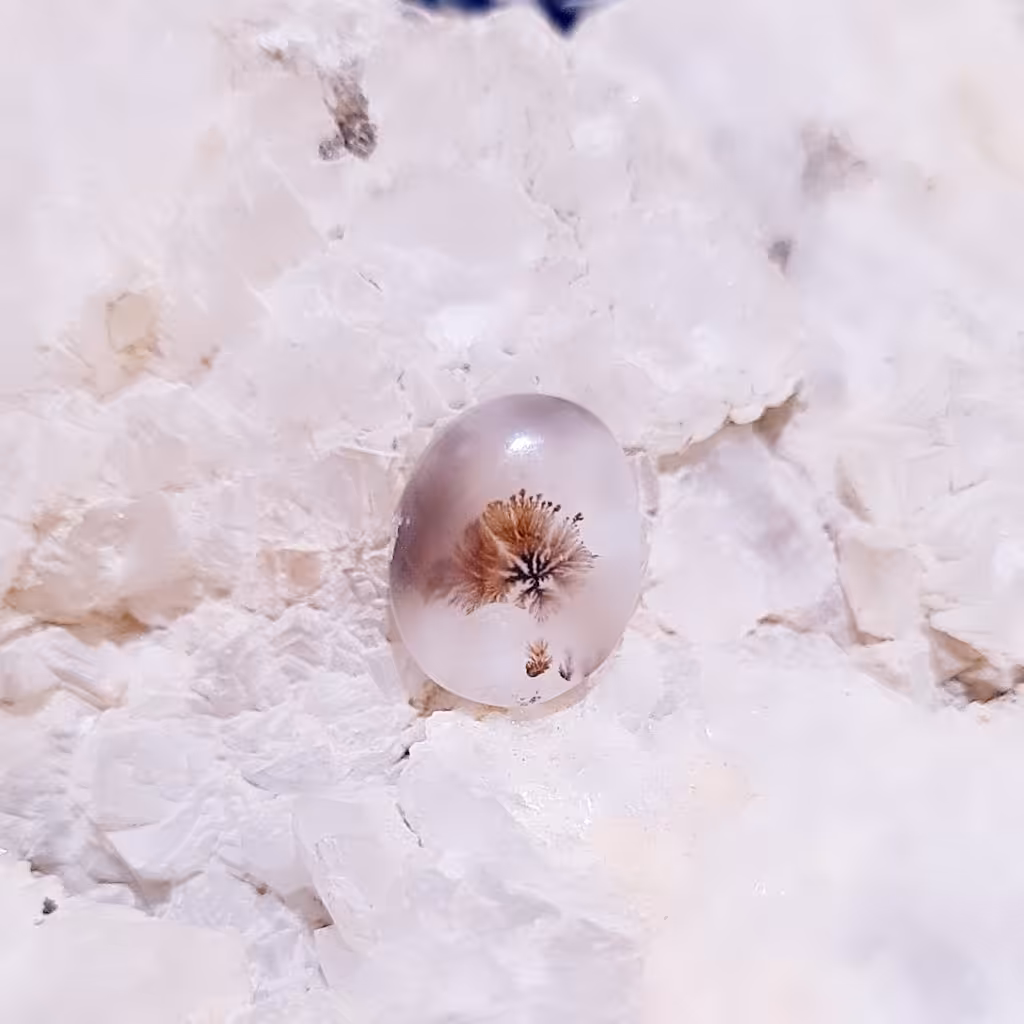 شجرزیبای قائنات زمینه روشن شجر واضح