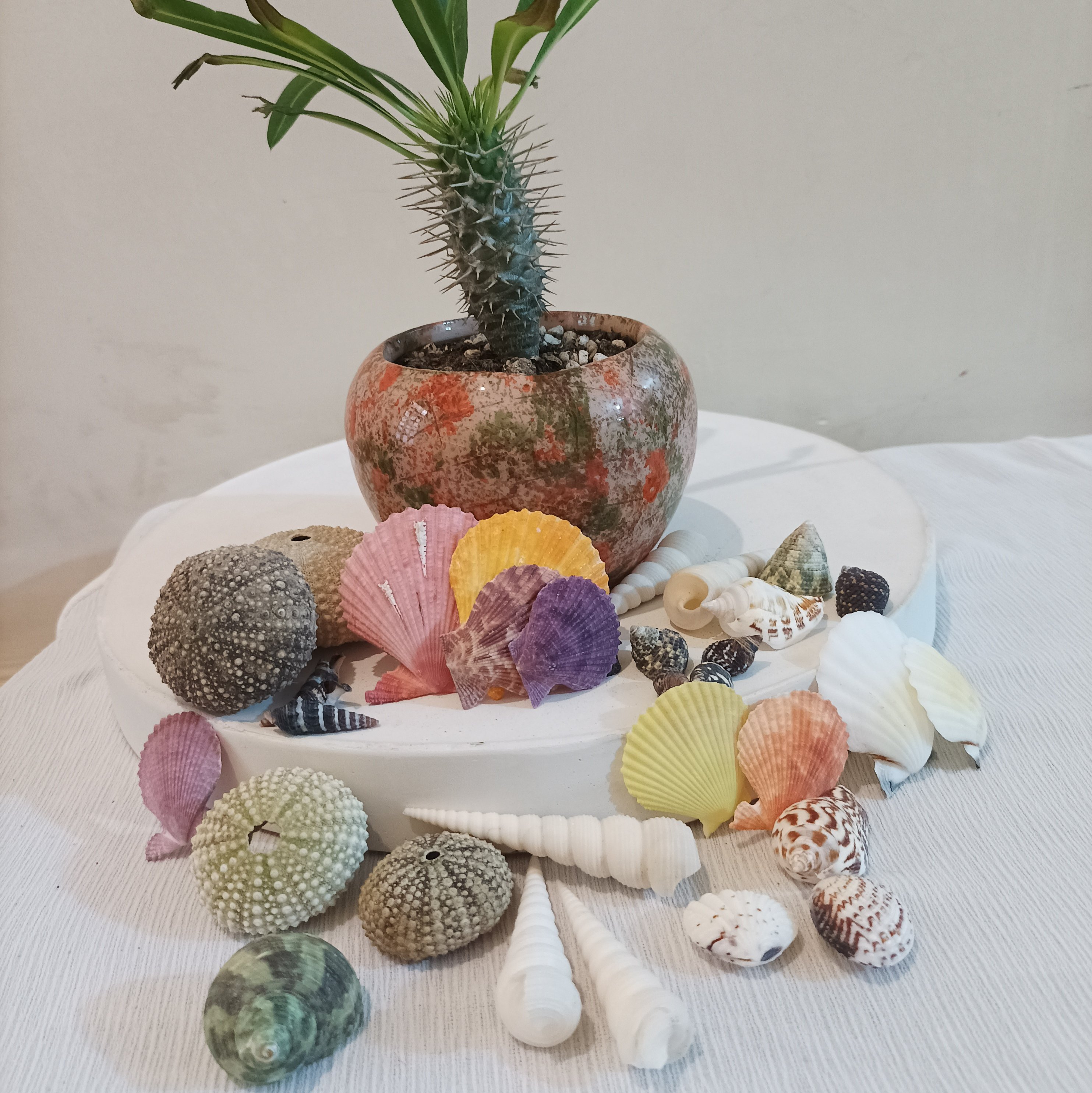 یک پک زیبای صدفی دارای 25 عدد انواع صدف با رنگهای زیبای طبیعی مناسب دکوری، و تزیینات و عکاسی