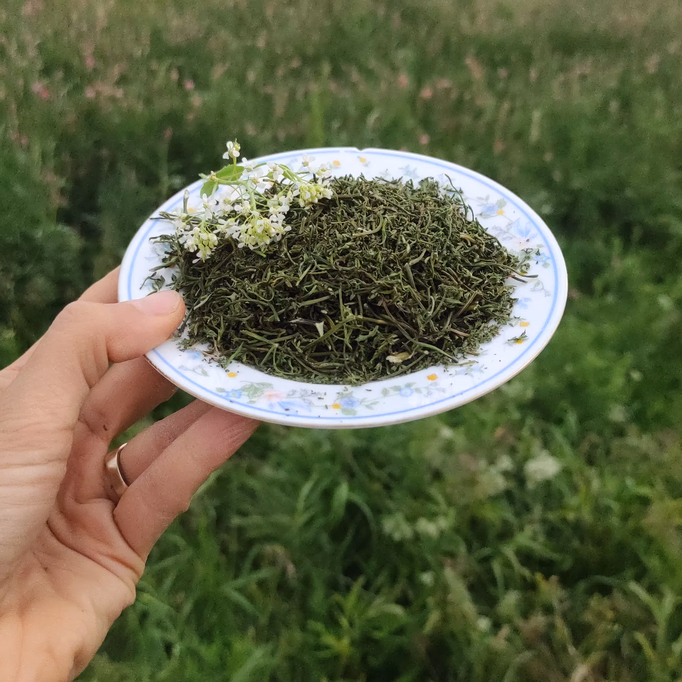 شوید کوهی یا فراله نوعی سبزی محلی و معطر است که دارای عطر  خاص و طعم فراوانیست 