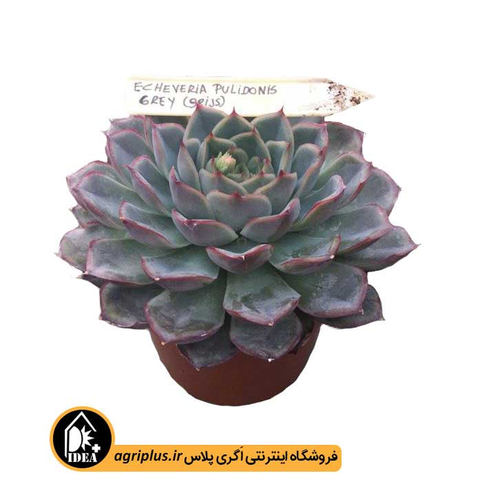 بذر ساکولنت Echeveria Tolimanensis