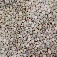 عدس ریز  خارجی  عطاری رضوان 