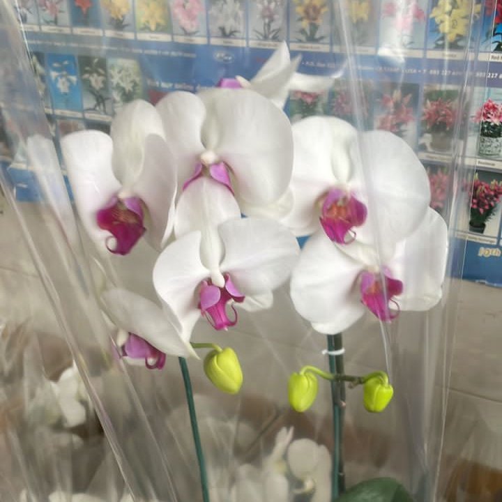 گلدان ارکیده