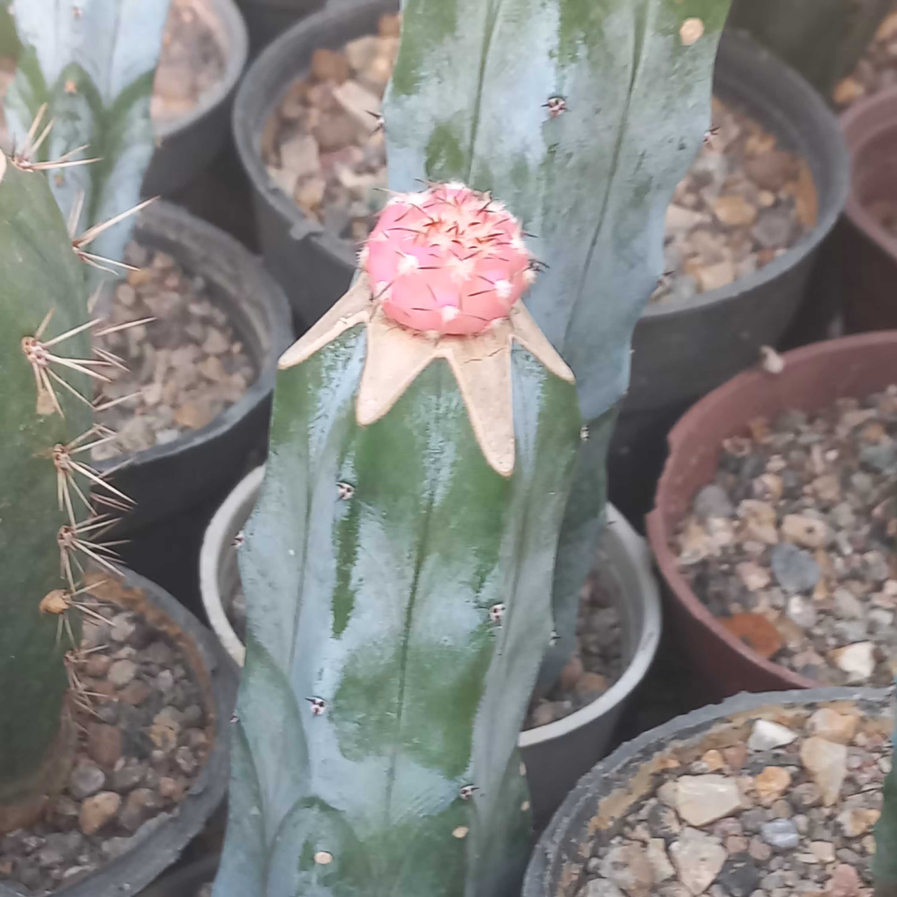 ژمینو واتری تیغ مشکی روی پایه میرتلو گلدان 8