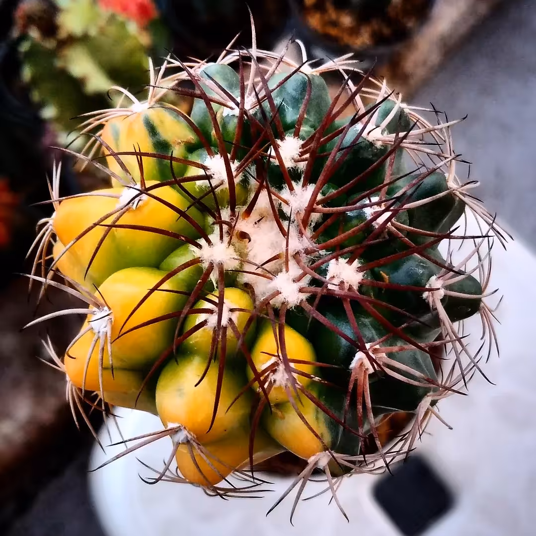 کاکتوس دیسکو ابلق دورنگ 
