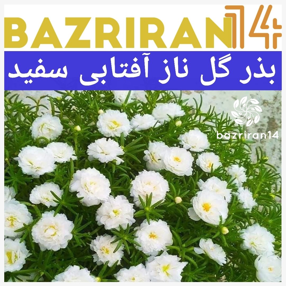 بذر گل ناز سفید