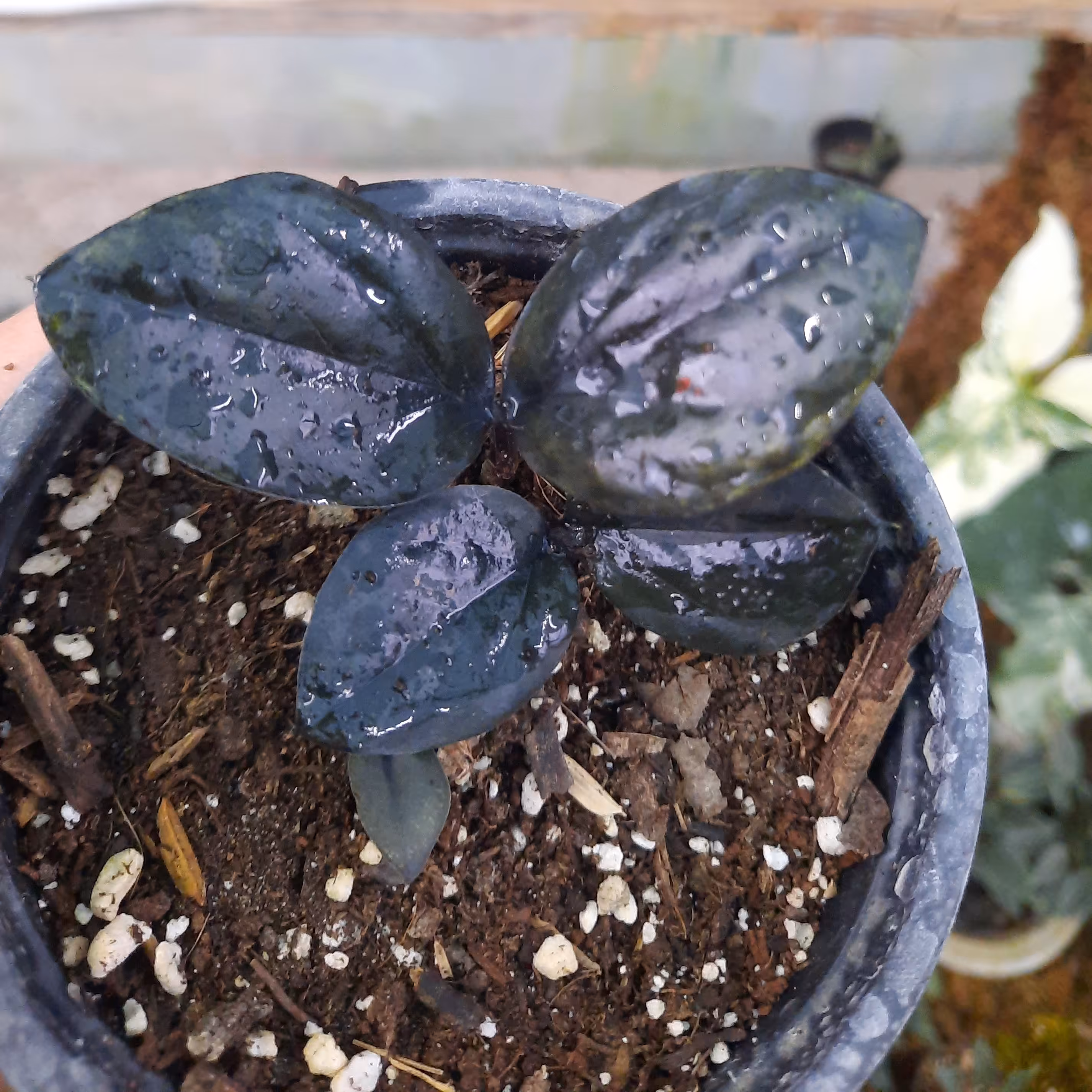 زاموفیلیا بلک