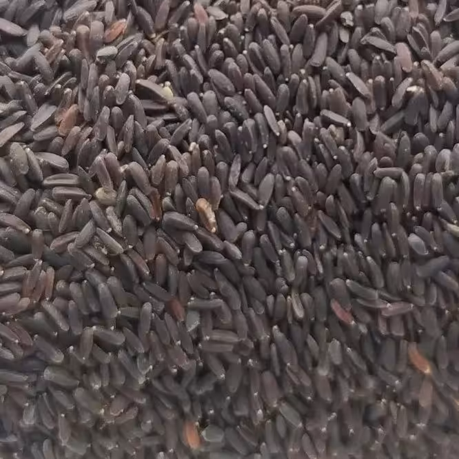 گیاه بالنگو 250 گرم