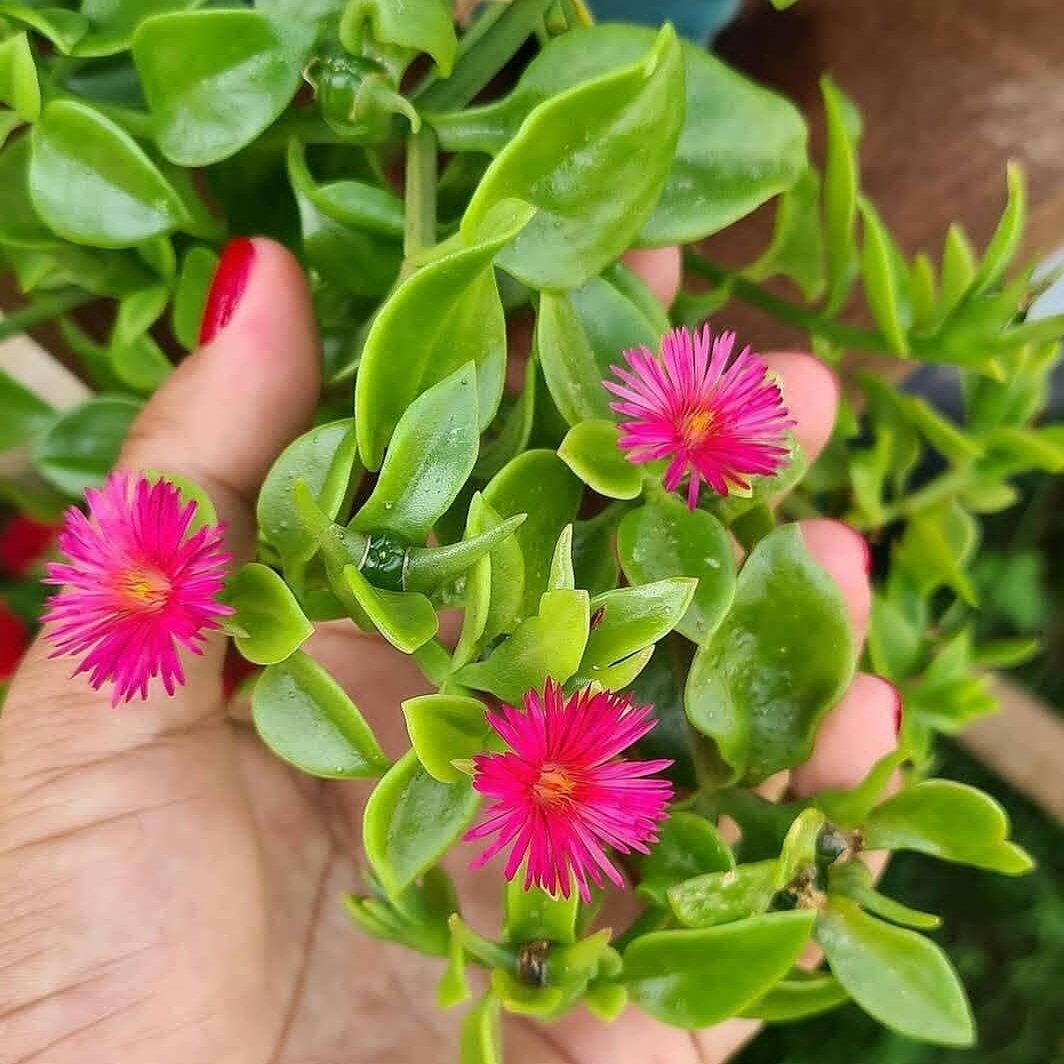 ناز  یخی