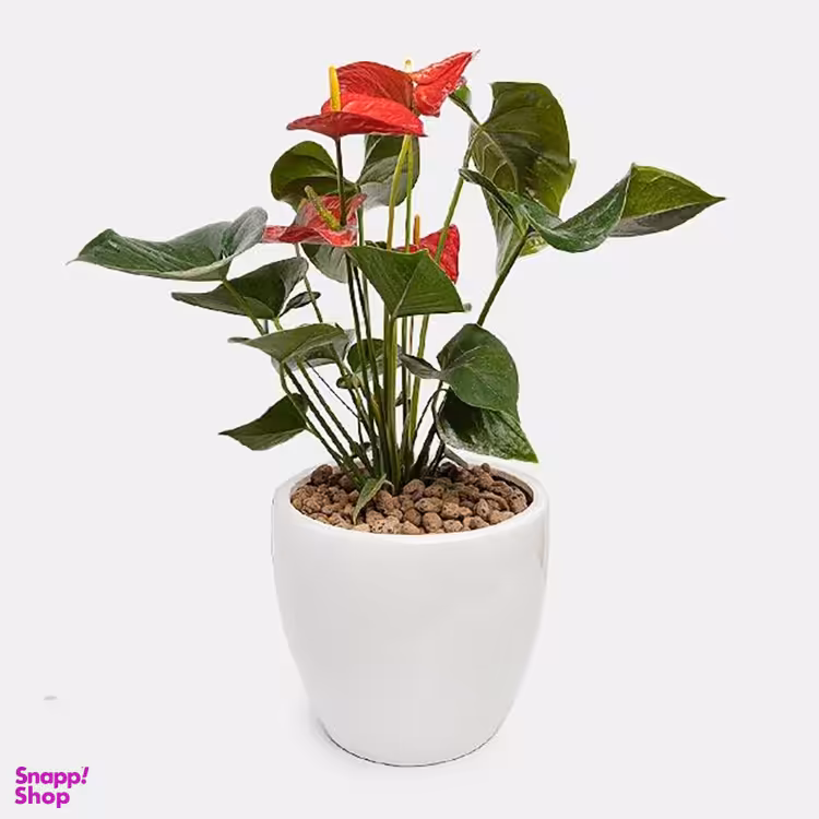 گلدان آنتوریوم قرمز