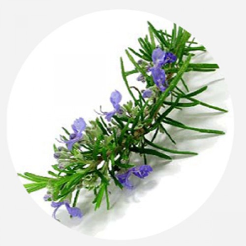 روغن ماساژ رزماری