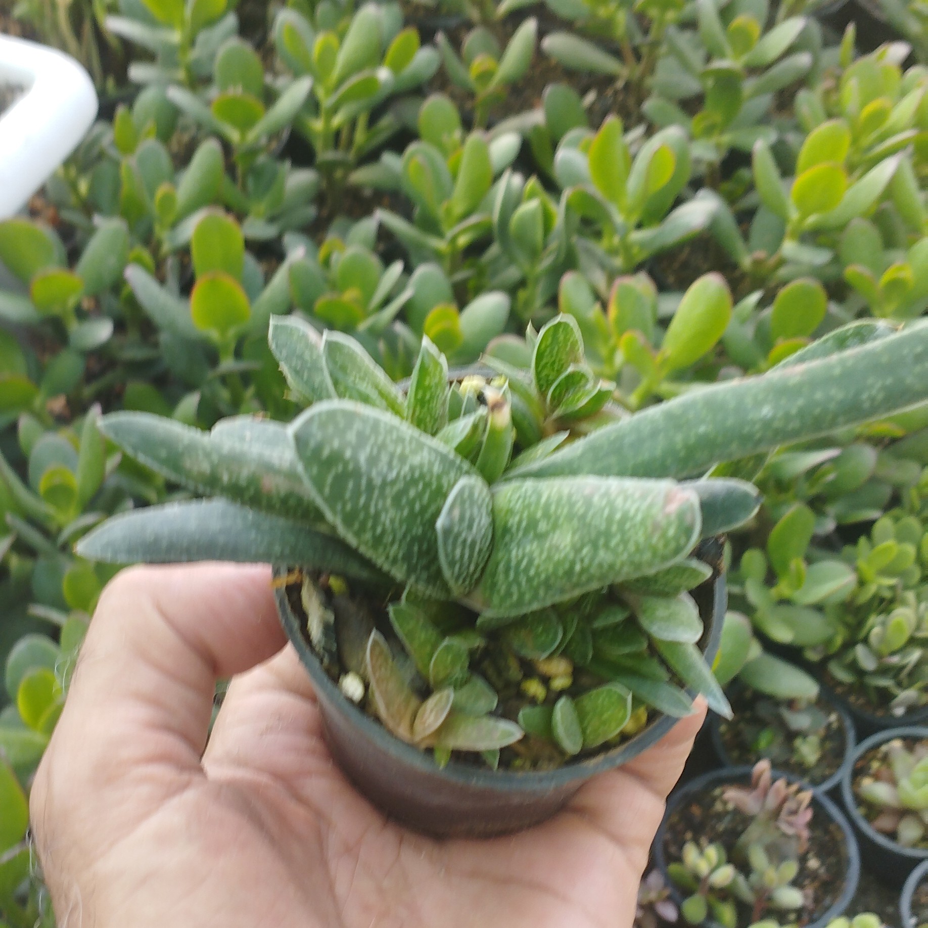 کاکتوس گاستریا مینیاتوری