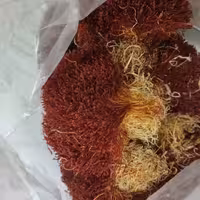 زعفران دخترپیچ