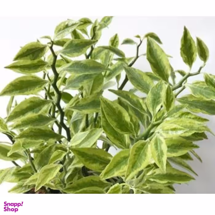 گلدان طبیعی پدیلانتوس ارتفاع ۴۰ سانتی متر