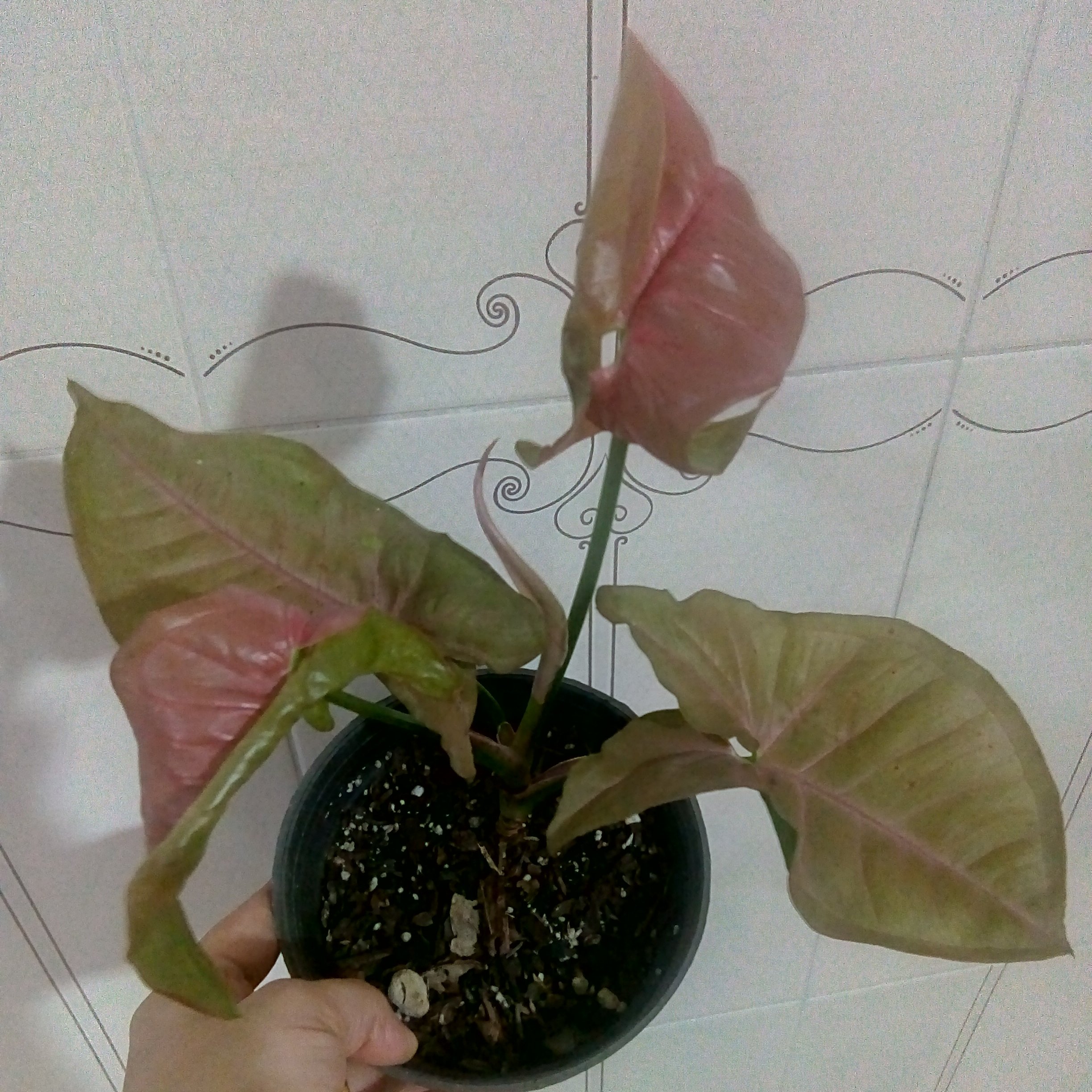 سینگونیوم صورتی (ارسال با باربری)