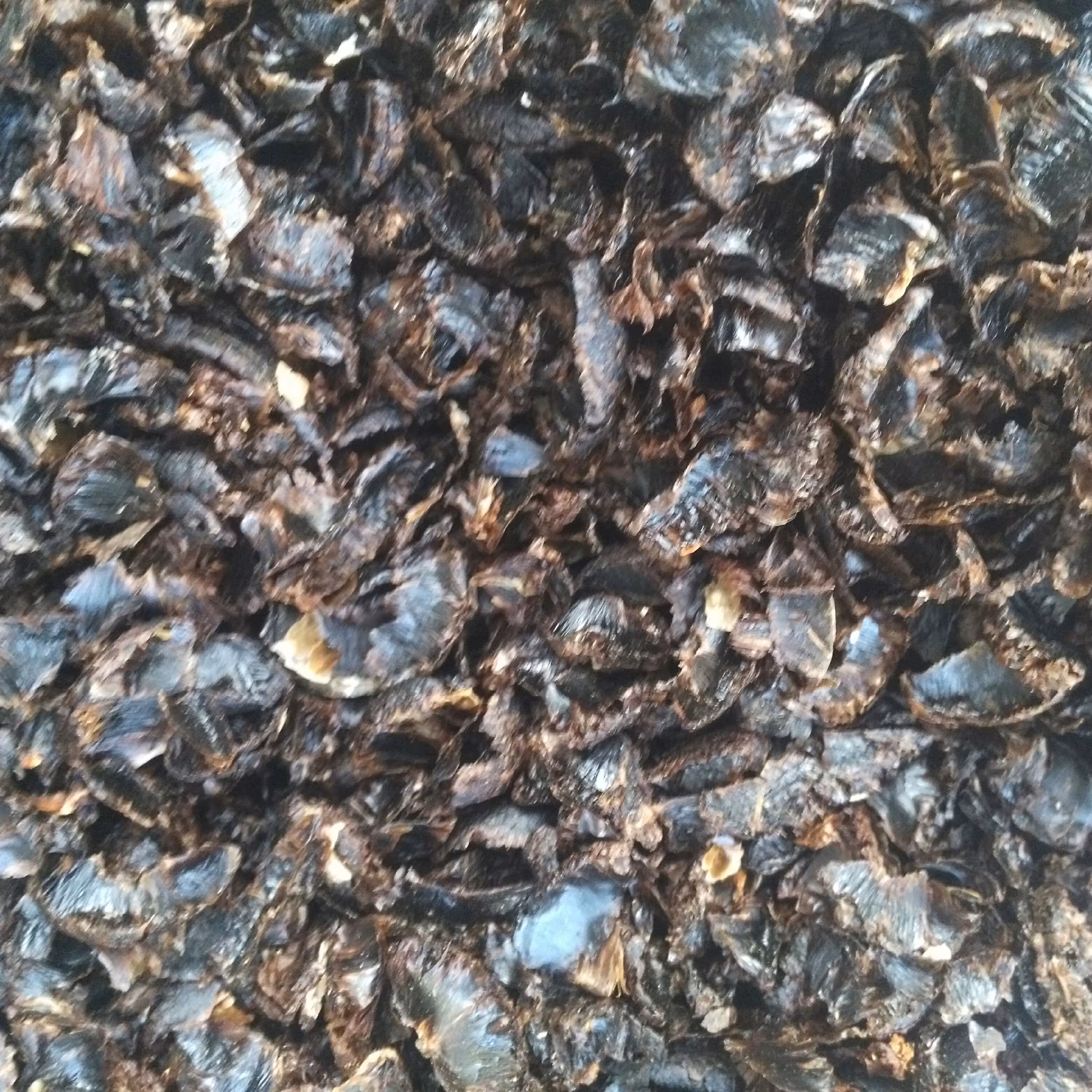 پر لیمو عمانی ربع کیلویی (250گرم) ارسال رایگان