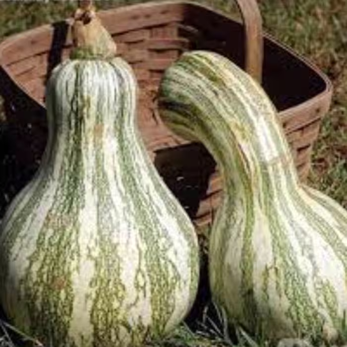 بذر کدو تنبل گلابی سبز 5 عددی