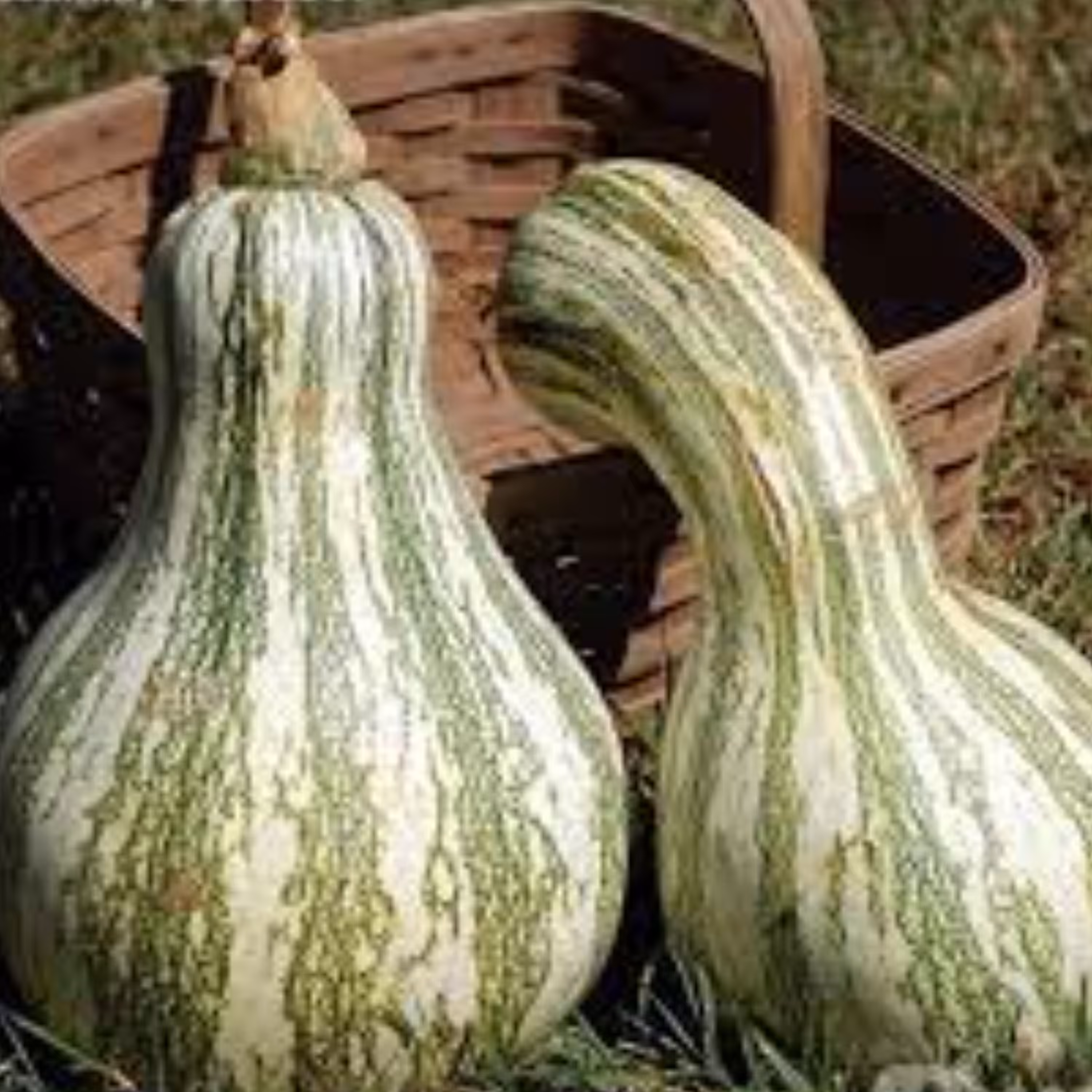 بذر کدو تنبل گلابی سبز 5 عددی