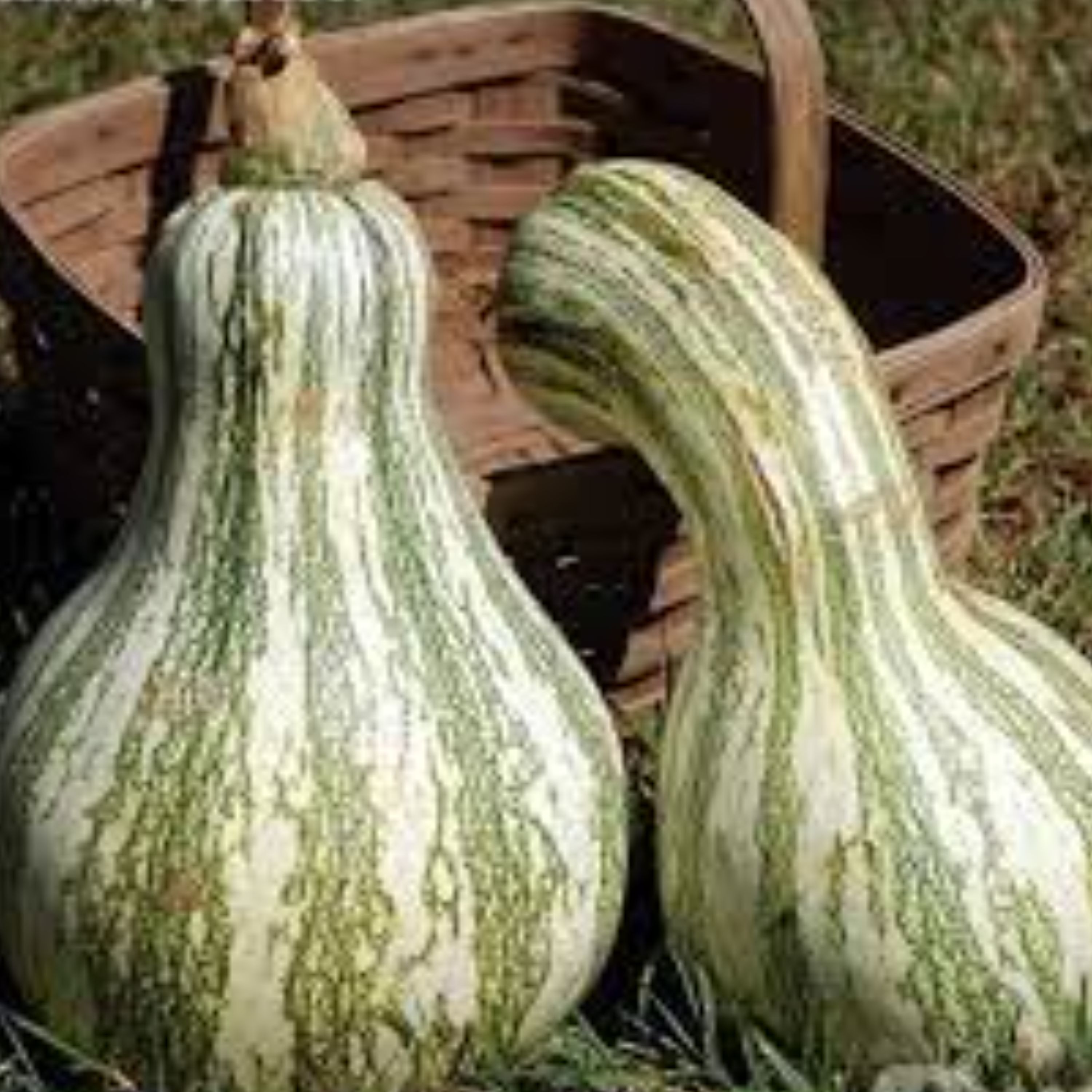 بذر کدو تنبل گلابی سبز 5 عددی