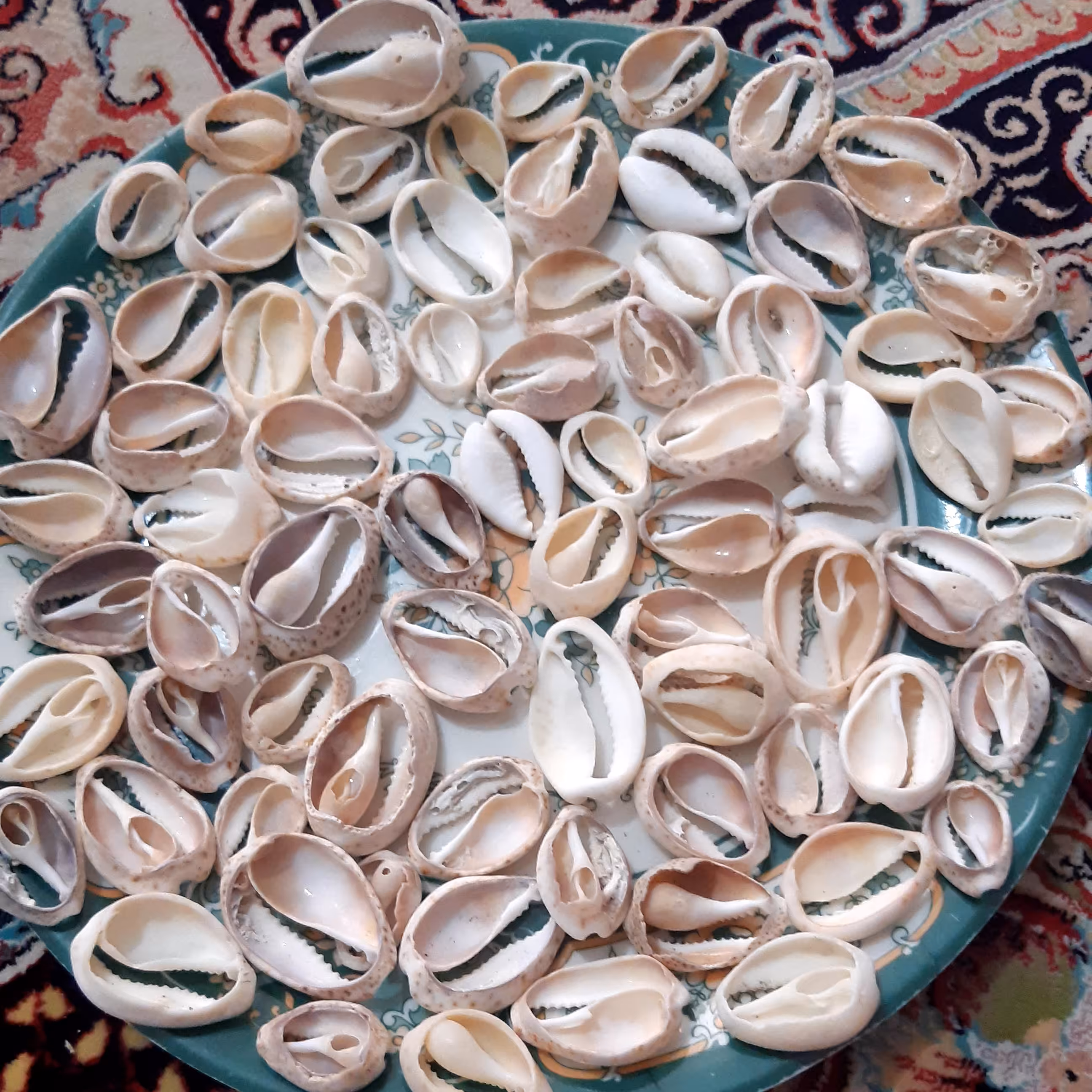 صدف سیپرا برش خورده