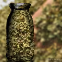 آویشن شیرازی