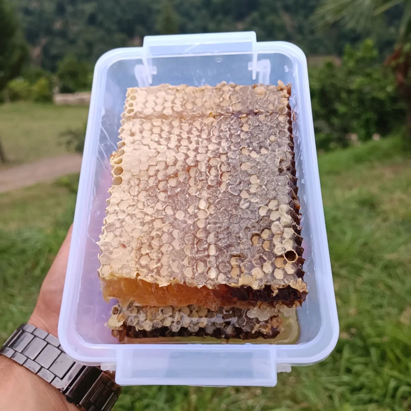 عسل موم دار طبیعی چهل گیاه کردستان یک کیلوگرم از دل طبیعت بکر و سرسبز کوهی