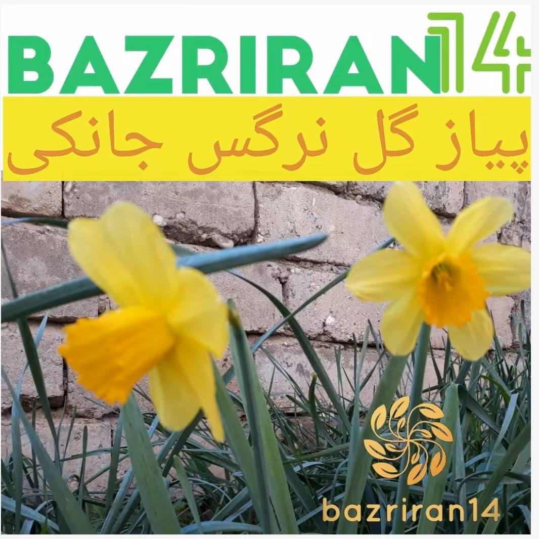 پیاز گل نرگس جانکی بسته های 3 عددی