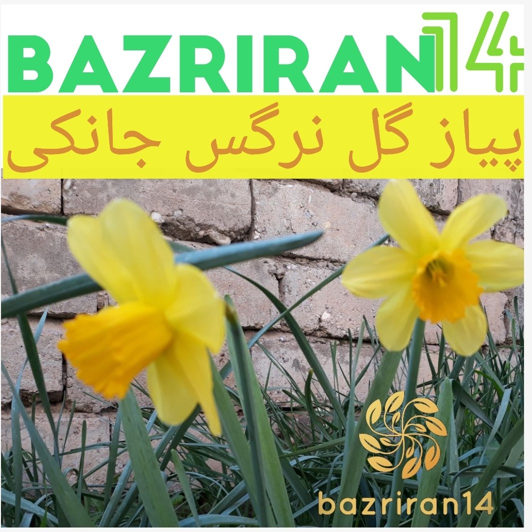 پیاز گل نرگس جانکی بسته های 3 عددی