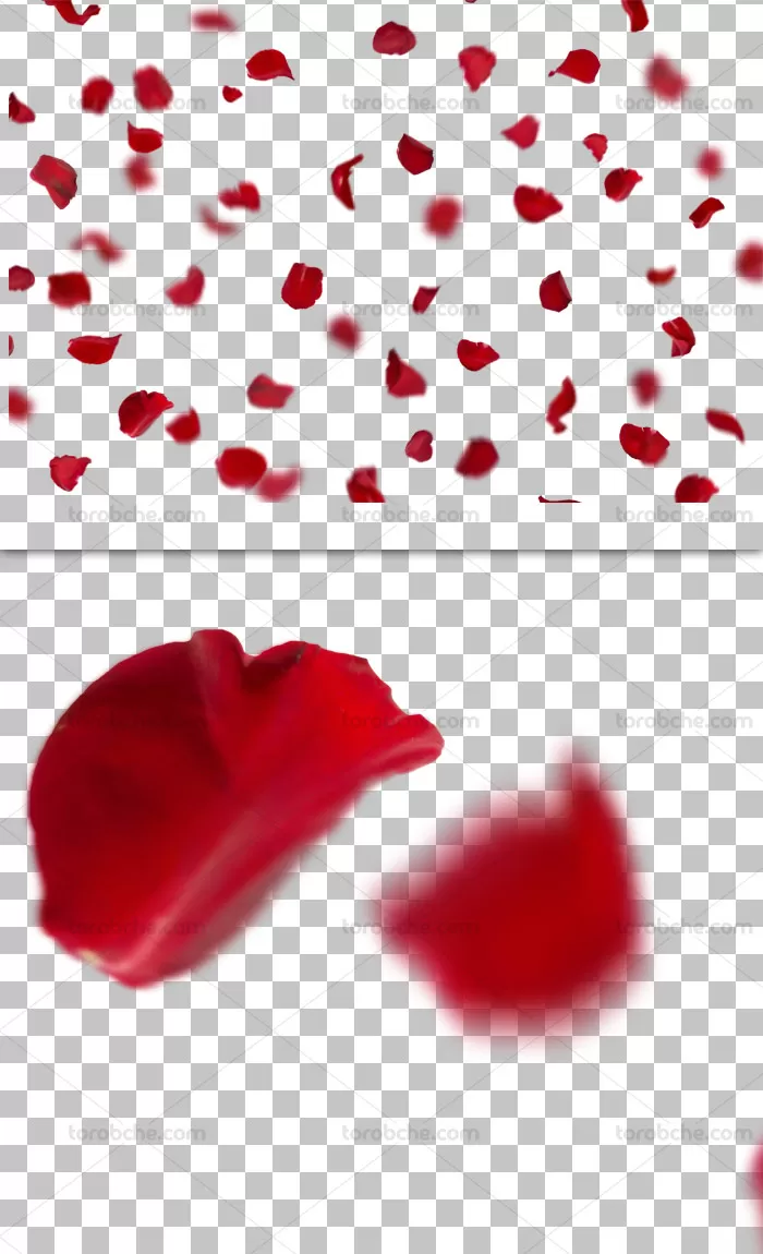 عکس دوربری شده گلبرگ های گل رز قرمز - گرافیک با طعم تربچه