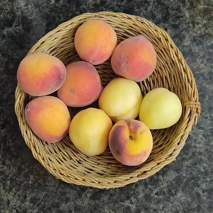 آبکش تر‌که ای 25 سانت