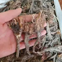 ریشه قاصدک 200 گرم 