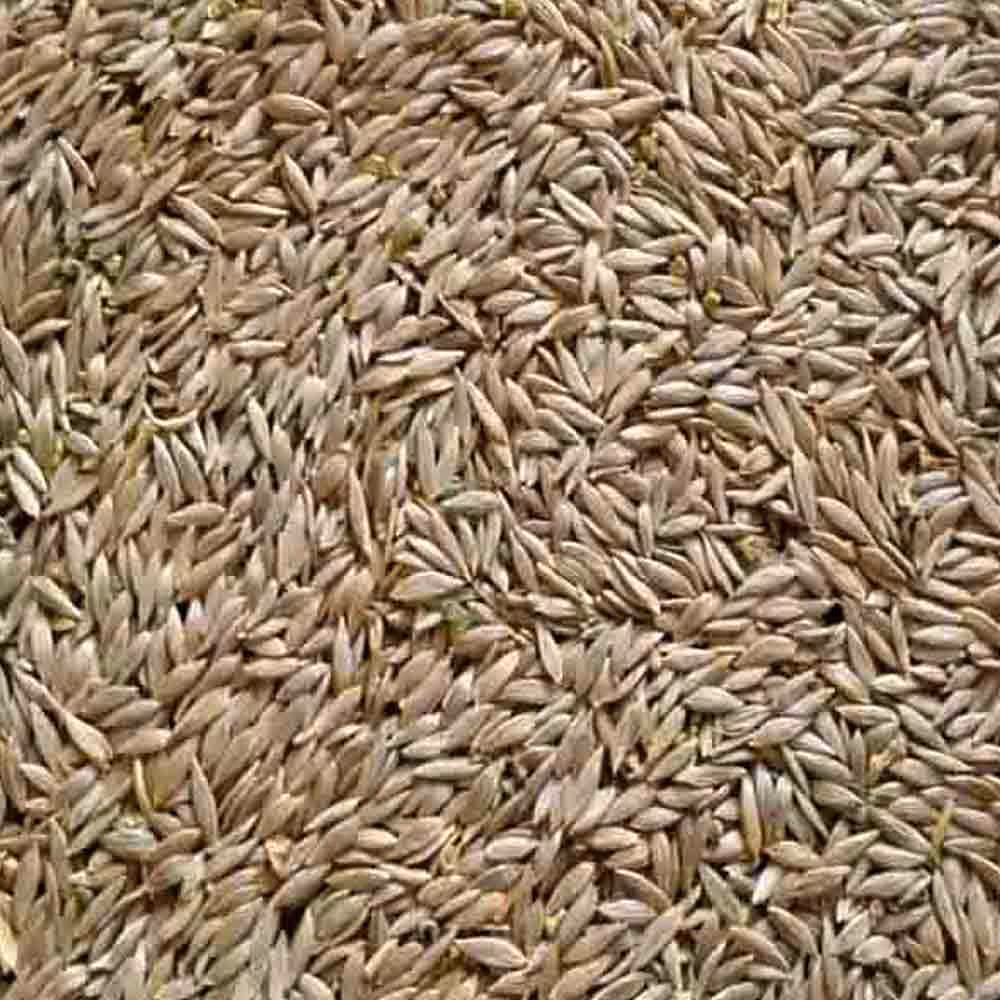 تخم کاهو درجه 1   250گرم
