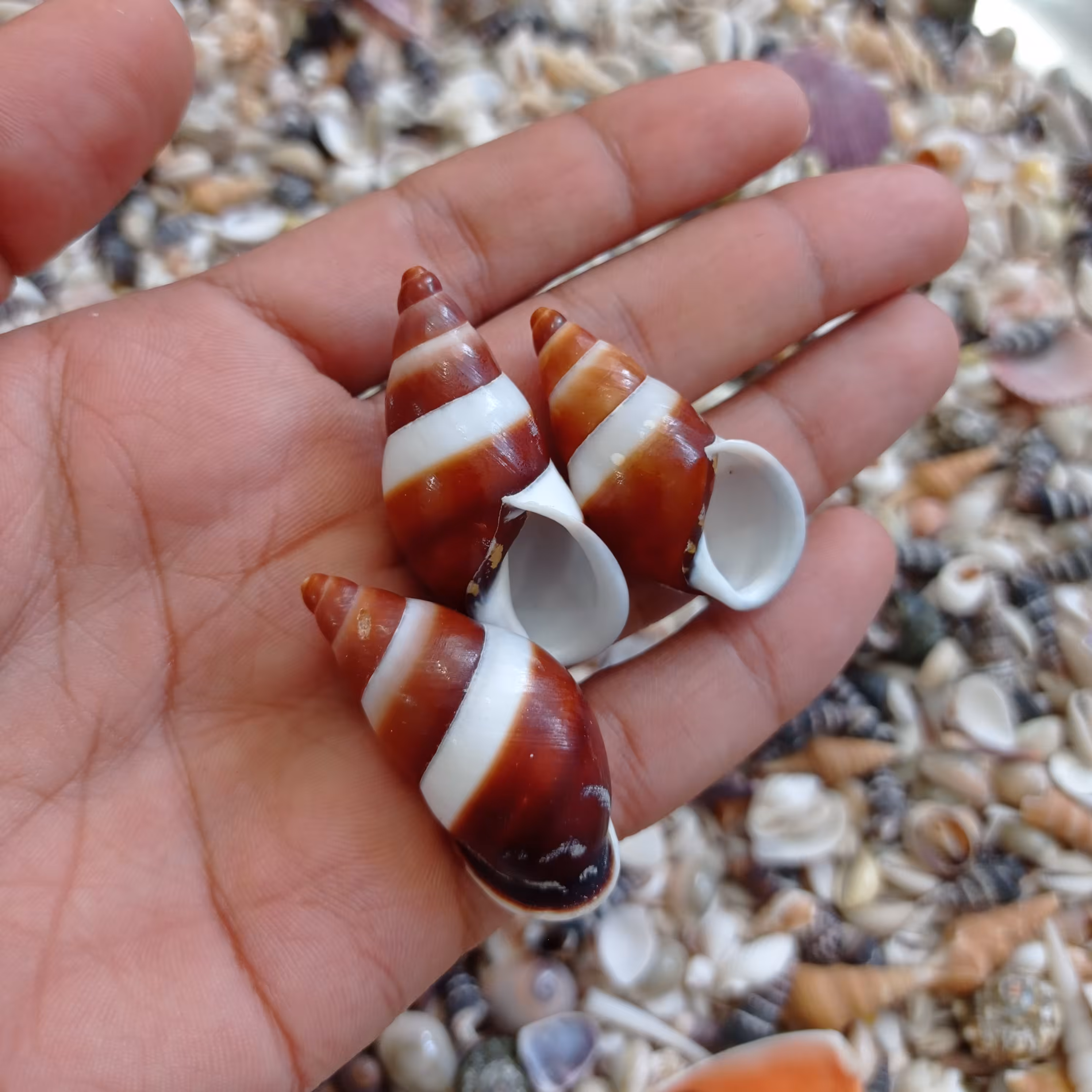 صدف حلزون وارداتی  طرح دار رنگ قهوه ای  (یک عددی)