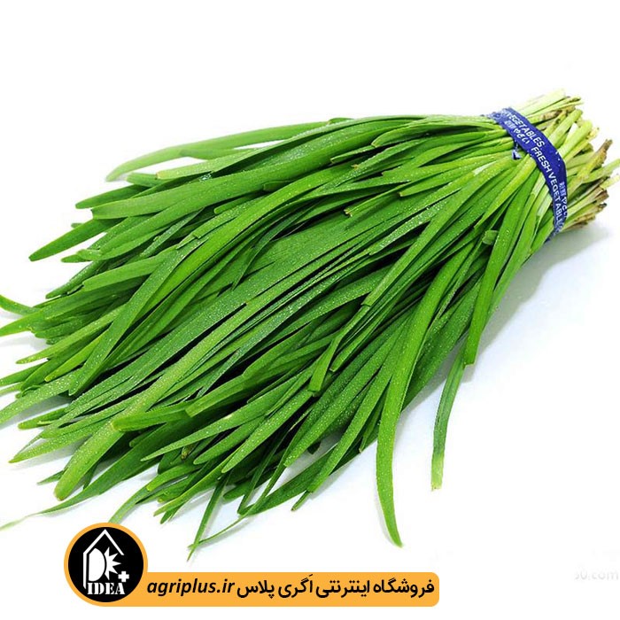 بذر تره بسته بندی خانگی