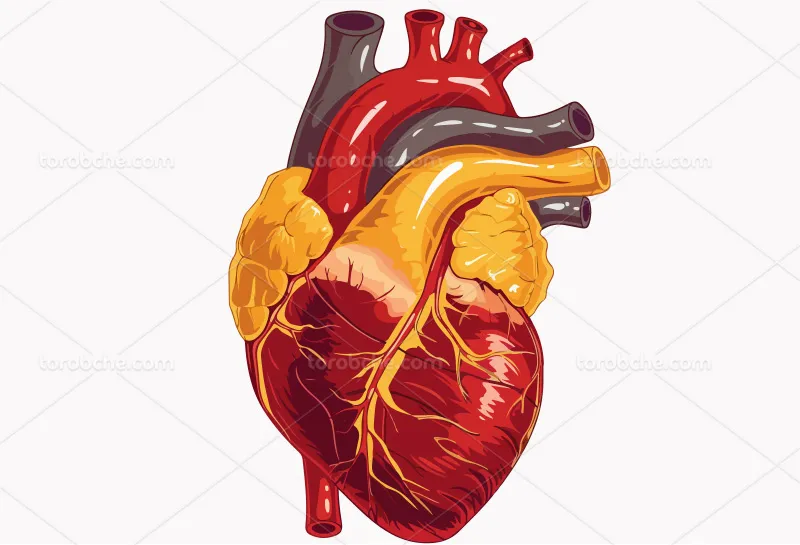 وکتور قلب انسان قرمز رنگ | گرافیک با طعم تربچه